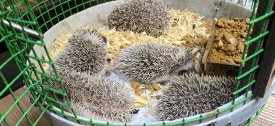 Nhím kiểng Gò Vấp. Mua bán Thú cưng khác tại Quận Gò Vấp Tp Hồ Chí Minh được đăng bởi Le Hoang Minh Tuyen