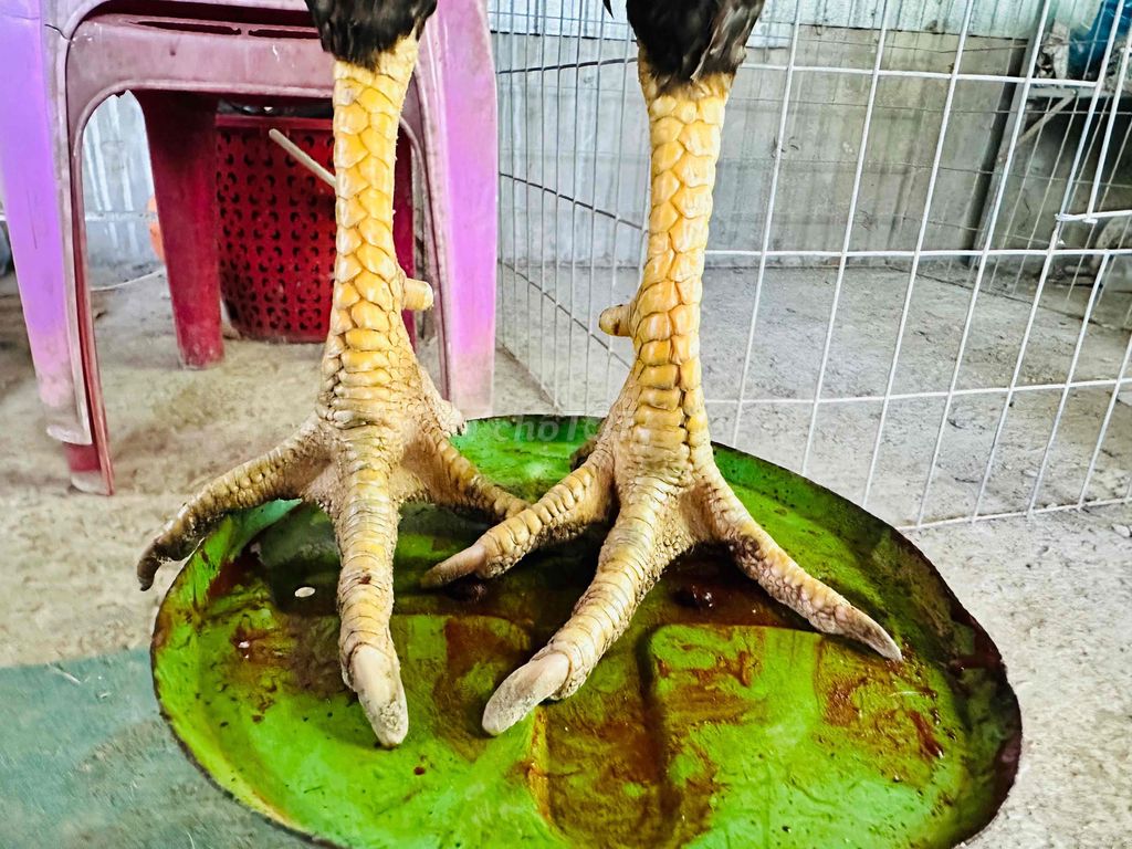 Cú lửa 3kg tay 1 cục mau lẹ giỏi