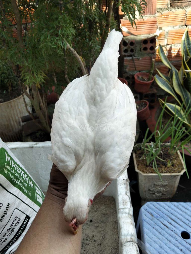 Gà tre Bắc cộc nhạn 1trống 2 mái. Mua bán Gà tại Thành phố Vũng Tàu Bà Rịa - Vũng Tàu được đăng bởi GÀ TRE BẮC 72 VT hình 1