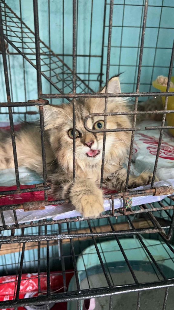 Mèo Ald nâu 2 tháng tuổi ,bé là gái. Mua bán Mèo tại Quận Liên Chiểu Đà Nẵng được đăng bởi Cu Queen Quán hình 1