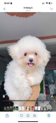 Chó Bichon Mini Teacup  cha mẹ nhập Hàn Quốc. Mua bán Chó tại Quận Bình Tân Tp Hồ Chí Minh được đăng bởi Cường BlackBerry