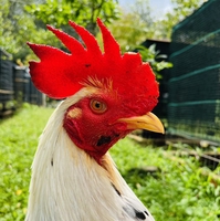 Hoàng Nam Gà Lông, Gà Tre Mỹ Cubanos