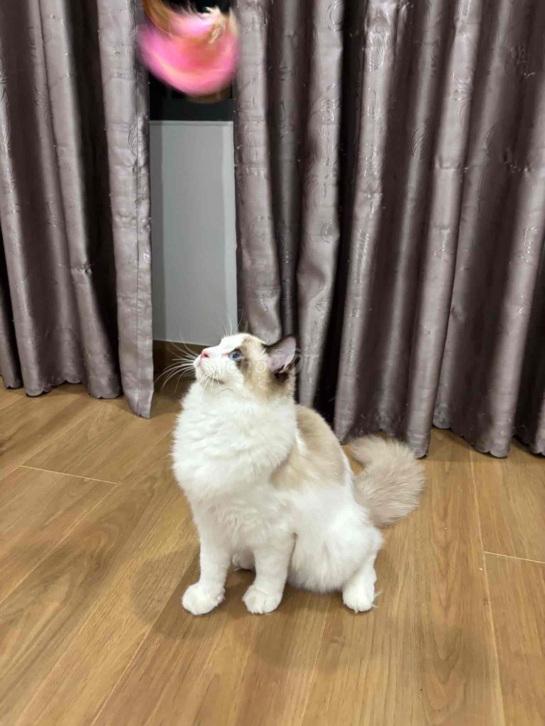 RAGDOLL đực 6 tháng tuổi cần gả gấp