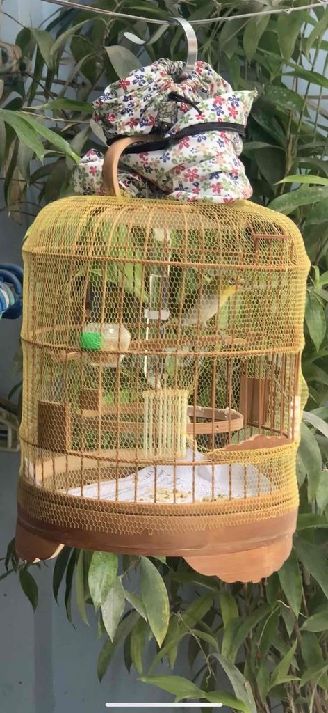khuyên bộ trâu to. Mua bán Chim tại Quận Đống Đa Hà Nội được đăng bởi Đức Đặng hình 1