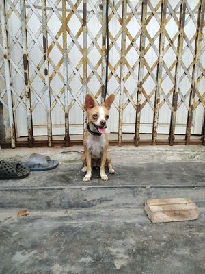 Chó Chihuahua cái. Mua bán Chó tại Quận Dương Kinh Hải Phòng được đăng bởi thơ