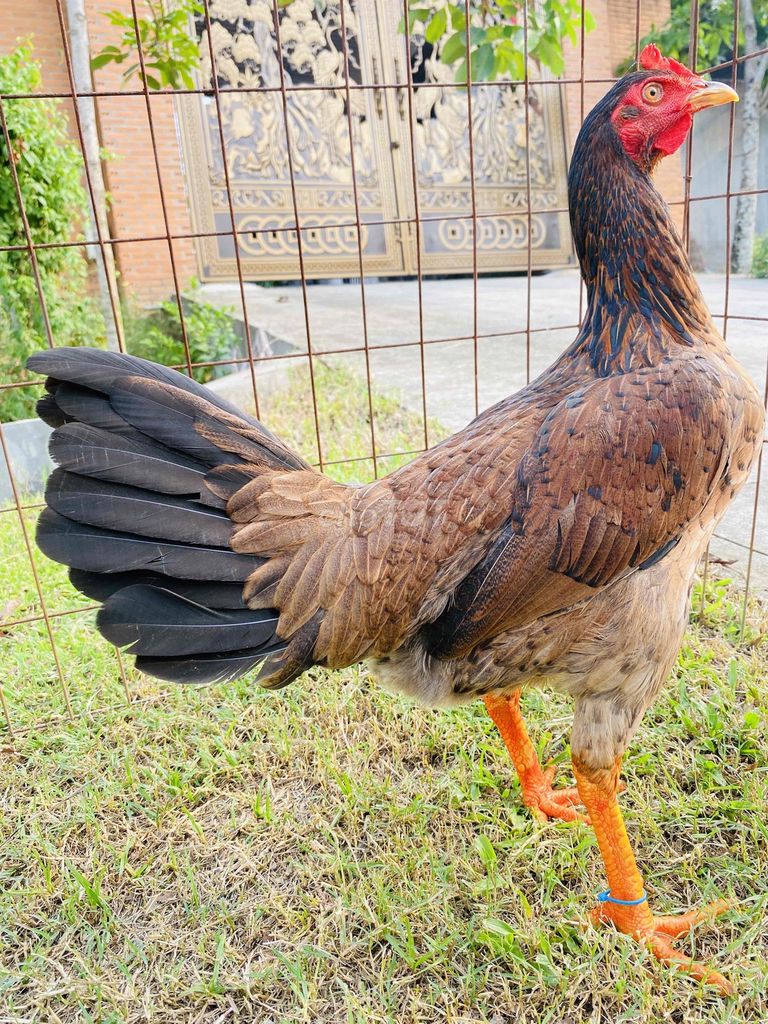 Điều lá Asiu/Mỹ 2k1/2,2kg xo 2,3/2,4kg. Mua bán Gà tại Thành phố Biên Hòa Đồng Nai được đăng bởi Đinh Hoàng Nam hình 1