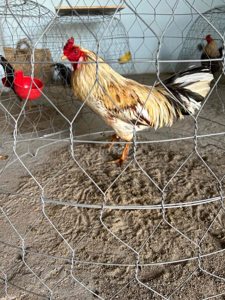 Gà trống trưởng thành Vàng nâu. Mua bán Gà tại Huyện Bình Chánh Tp Hồ Chí Minh được đăng bởi vĩ hình 1