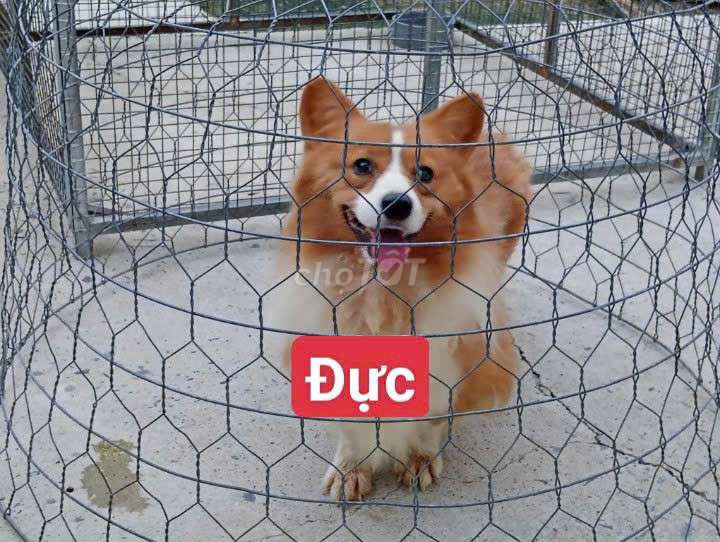 Chó Corgi đực Nâu trắng Thuần chủng. Mua bán Chó tại Quận Bình Tân Tp Hồ Chí Minh được đăng bởi Nhân Rottweiler  hình 1