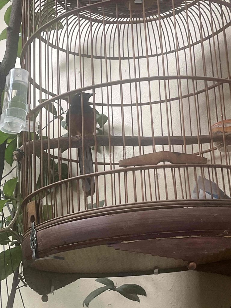 Chim Than màu Đen, Nâu. Mua bán Chim tại Quận 1 Tp Hồ Chí Minh được đăng bởi cao thanh trung hình 1