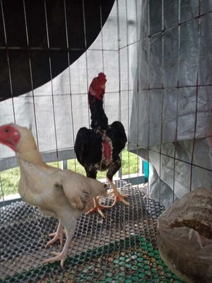 Gà Koshamo Nhật Bản, gà gần 4 tháng. Mua bán Gà tại Quận 12 Tp Hồ Chí Minh được đăng bởi Mr Cường