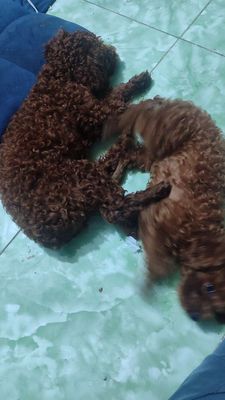 Ko tg chăm sóc Poodle cần tìm chủ yêu thương ạ