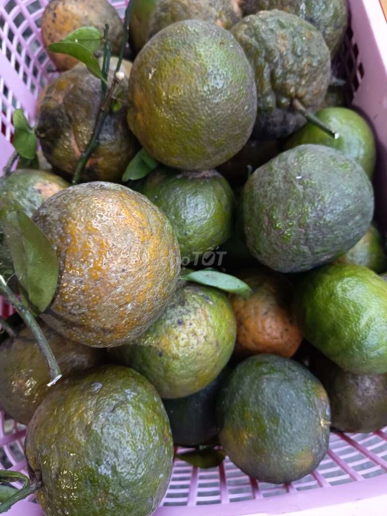 Cam Miền Tây Chín ngọt. Mua bán Đồ ăn, thực phẩm và các loại khác tại Thành phố Dĩ An Bình Dương được đăng bởi Văn Hoàng hình 1