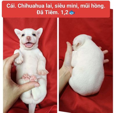 Chihuahua becgie nhật bò sữa móng đeo. Mua bán Chó tại Huyện Hóc Môn Tp Hồ Chí Minh được đăng bởi fb NH Táo bán điện thoại và chó mèo có ship