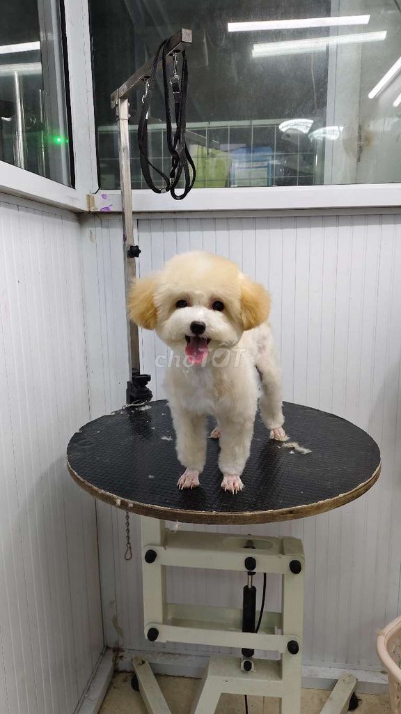 Chó Poodle cái 7 tháng đã tiêm. Mua bán Chó tại Thành phố Hải Dương Hải Dương được đăng bởi Chó Cảnh HD hình 1