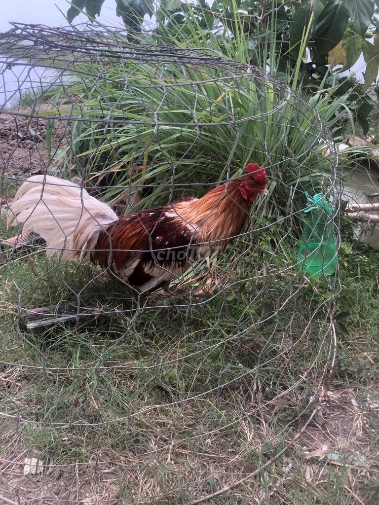 Gà Camelo trân xanh 9 tháng. Mua bán Gà tại Thành phố Rạch Giá Kiên Giang được đăng bởi Văn Vĩ hình 1