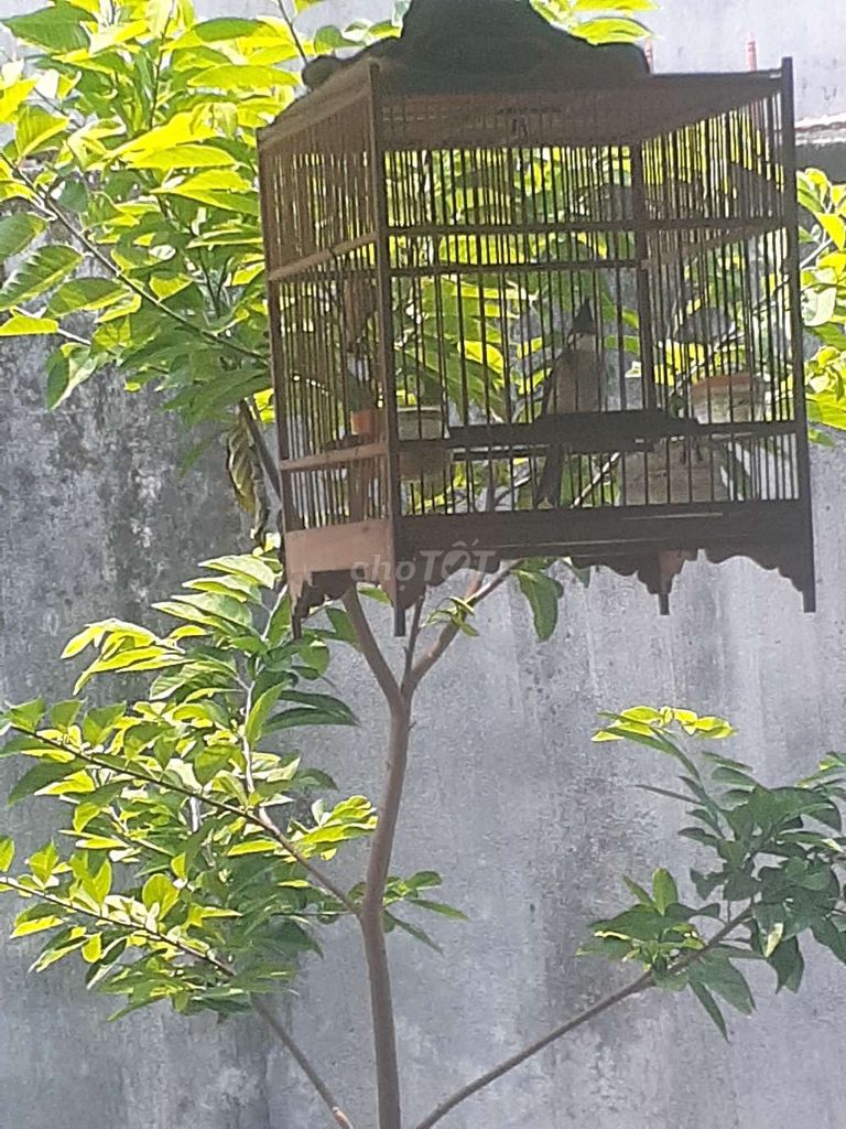 Chim mào .mái bỏi .nui chơi. Mua bán Chim tại Huyện Củ Chi Tp Hồ Chí Minh được đăng bởi Tintin Tin hình 1