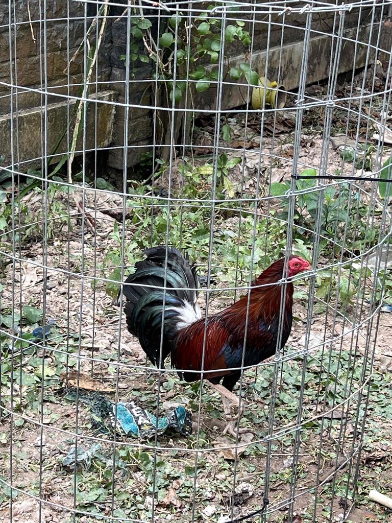 Gà Mỹ đẻn 1.5kg Đỏ đen. Mua bán Gà tại Thành phố Cà Mau Cà Mau được đăng bởi DE hình 1