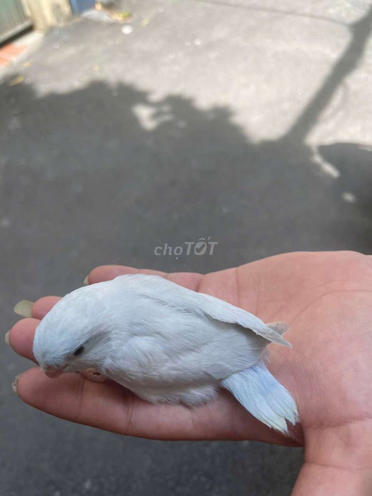 Chim parrotlet non thuần hiền