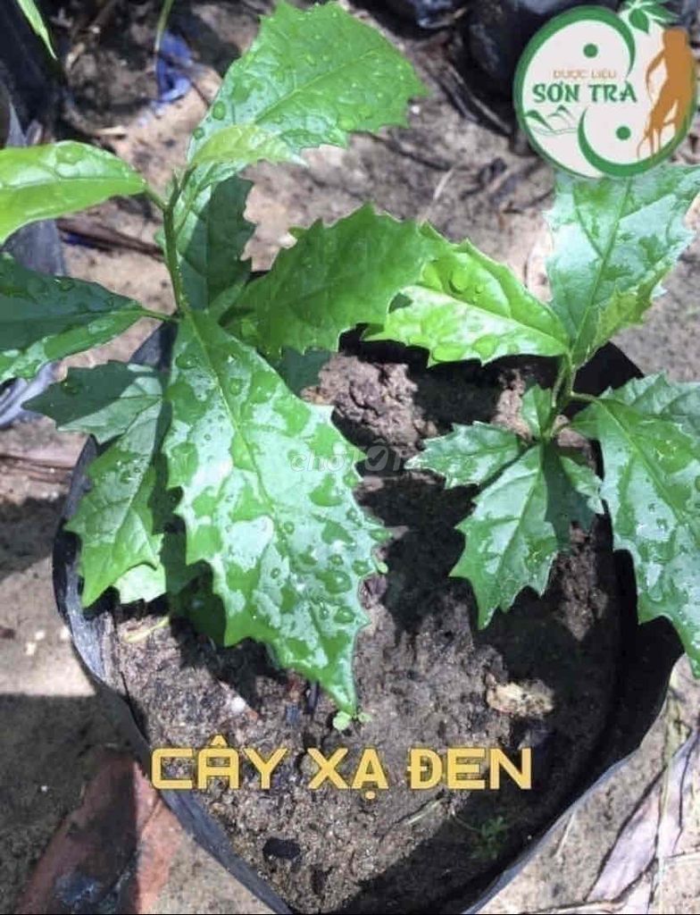 cây xạ đen cao35-45cm