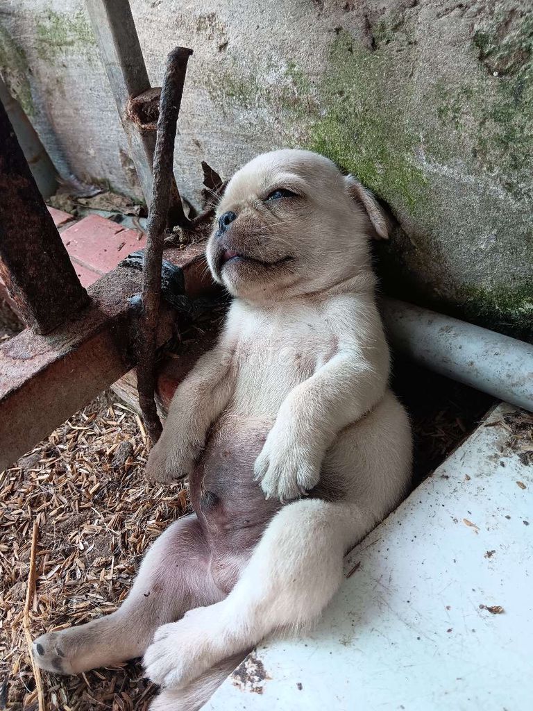 2e Pug xệ đực thuần chủng. Mua bán Chó tại Huyện Phụng Hiệp Hậu Giang được đăng bởi GÀ LAI HẬU GIANG hình 2