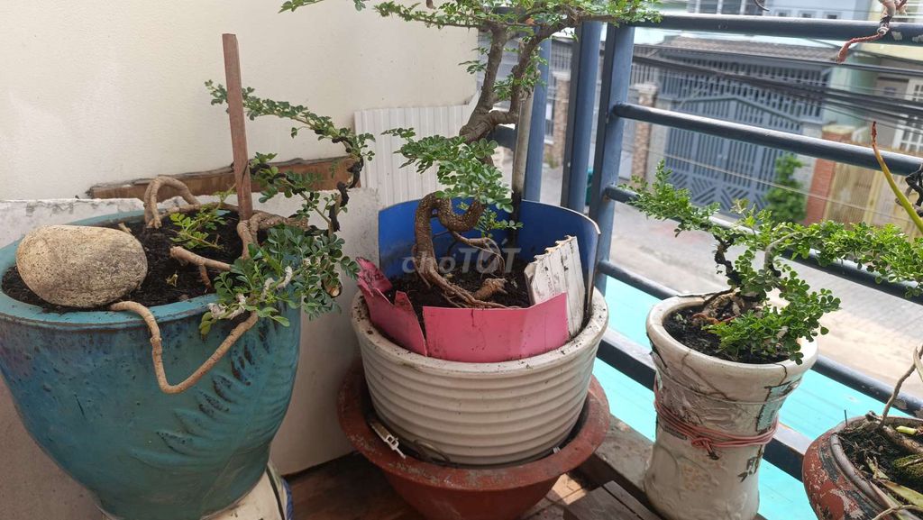 Cây cảnh bonsai Phong thủy Bộ 3 cây. Mua bán Cây cảnh, đồ trang trí tại Thành phố Biên Hòa Đồng Nai được đăng bởi Tran nhẫn tín  hình 1