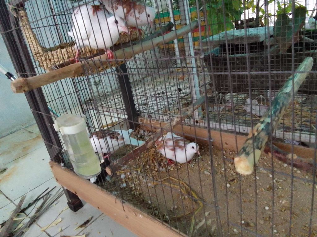 cu Thái 1 trống,1 mái.. Mua bán Chim tại Thành phố Huế Thừa Thiên Huế được đăng bởi Pham Vn Hien hình 1