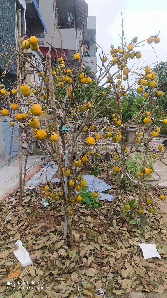 Cây giống Hồng Tết Hải Hậu Bật rễ. Mua bán Cây cảnh, đồ trang trí tại Huyện Thanh Trì Hà Nội được đăng bởi Thuỷ hình 1