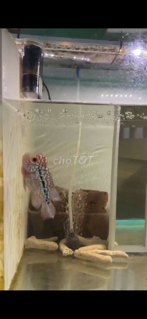 Cá La Hán rb. Mua bán Thú cưng khác tại Quận 10 Tp Hồ Chí Minh được đăng bởi Hứa hình 1