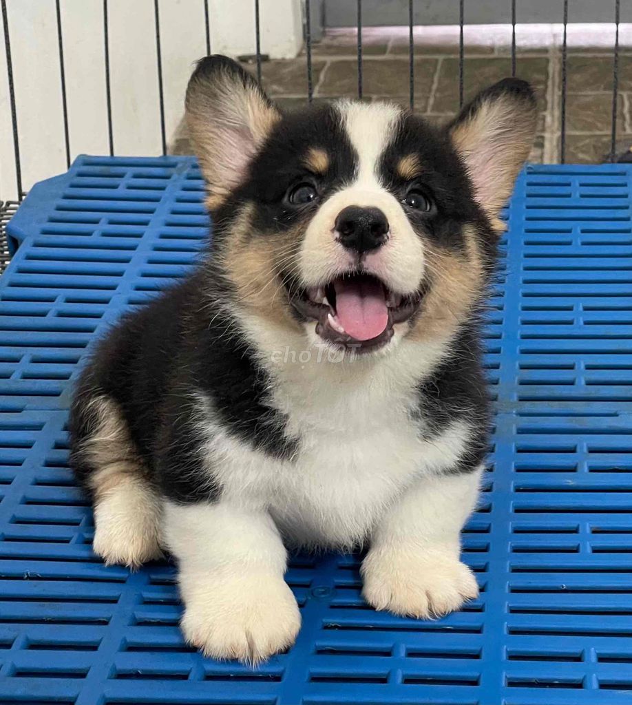 Chó Corgi Đực Cái Chân Ngắn Đen Trắng Vàng. Mua bán Chó tại Huyện Thanh Trì Hà Nội được đăng bởi Nguyễn Longg hình 1