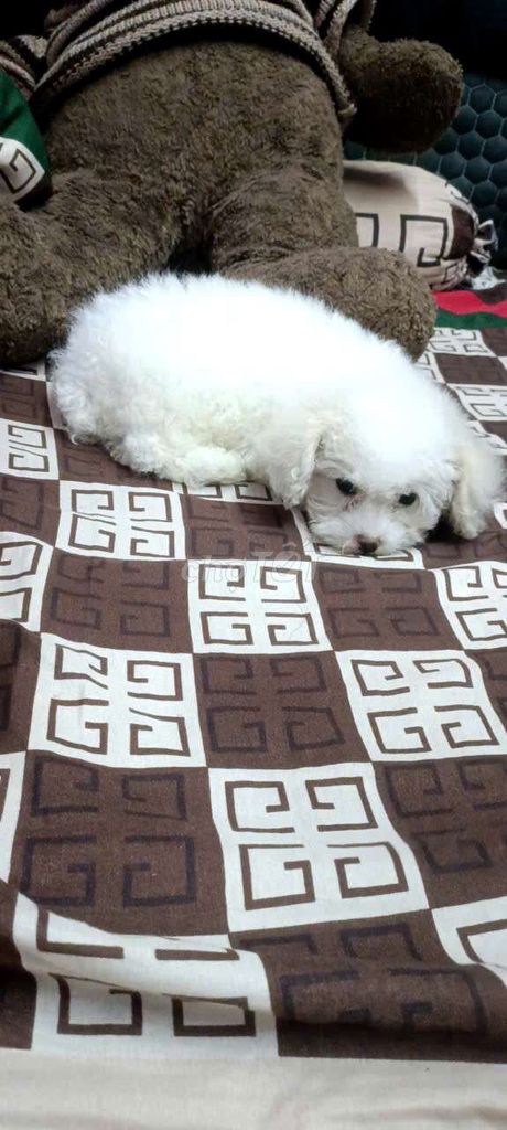 Chó Poodle Trắng dưới 3 tháng tuổi. Mua bán Chó tại Quận Hải An Hải Phòng được đăng bởi NGUYEN THI HUE hình 1