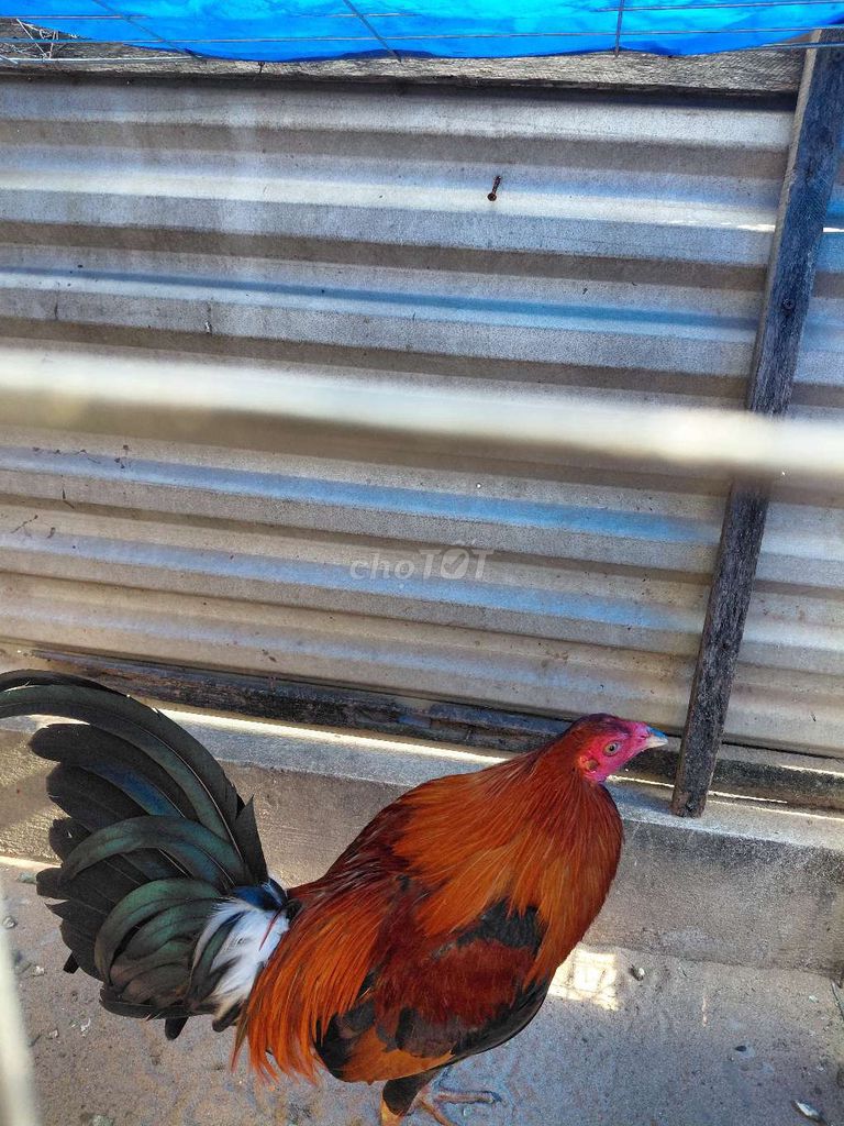 Gà tre 1.3kg Nâu đỏ Đực. Mua bán Gà tại Quận Cái Răng Cần Thơ được đăng bởi Nguyễn Thanh Tùng hình 1