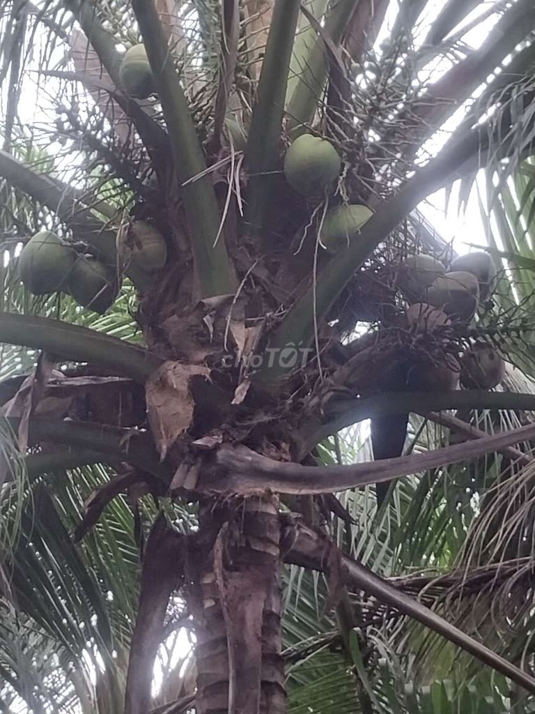 Dừa giống Siêu sớm siêu trái. Mua bán Đồ chuyên dụng, Giống nuôi trồng tại Huyện Giồng Trôm Bến Tre được đăng bởi ĐỘC ĐẸP hình 1