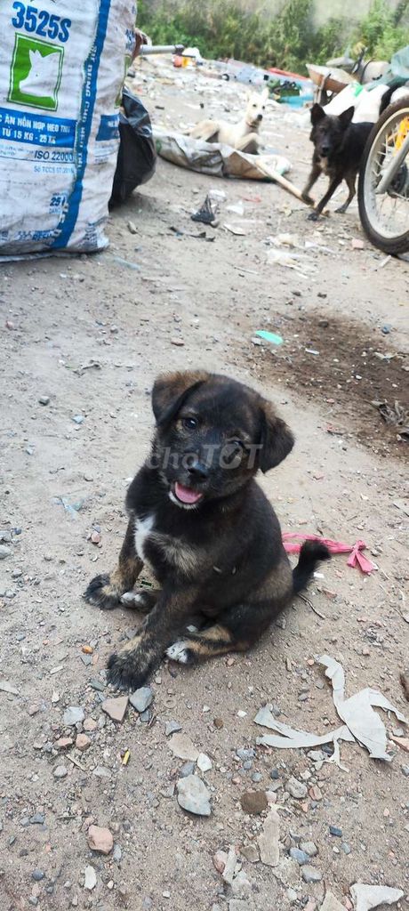 Chó con Đen vàng. Mua bán Chó tại Thành phố Thủ Đức Tp Hồ Chí Minh được đăng bởi Tiến Trần Minh hình 1