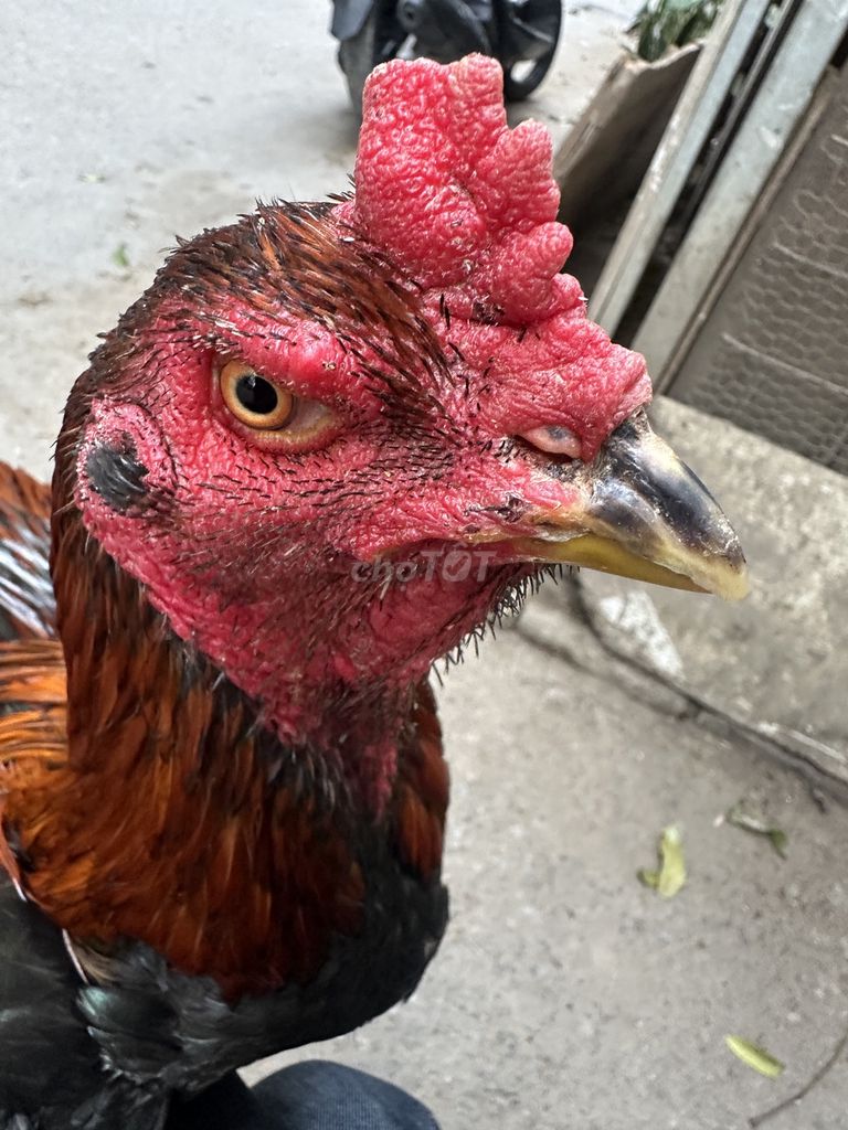 Ô tía  đúc. Mua bán Gà tại Quận Nam Từ Liêm Hà Nội được đăng bởi Lợi Nguyễn huy hình 1