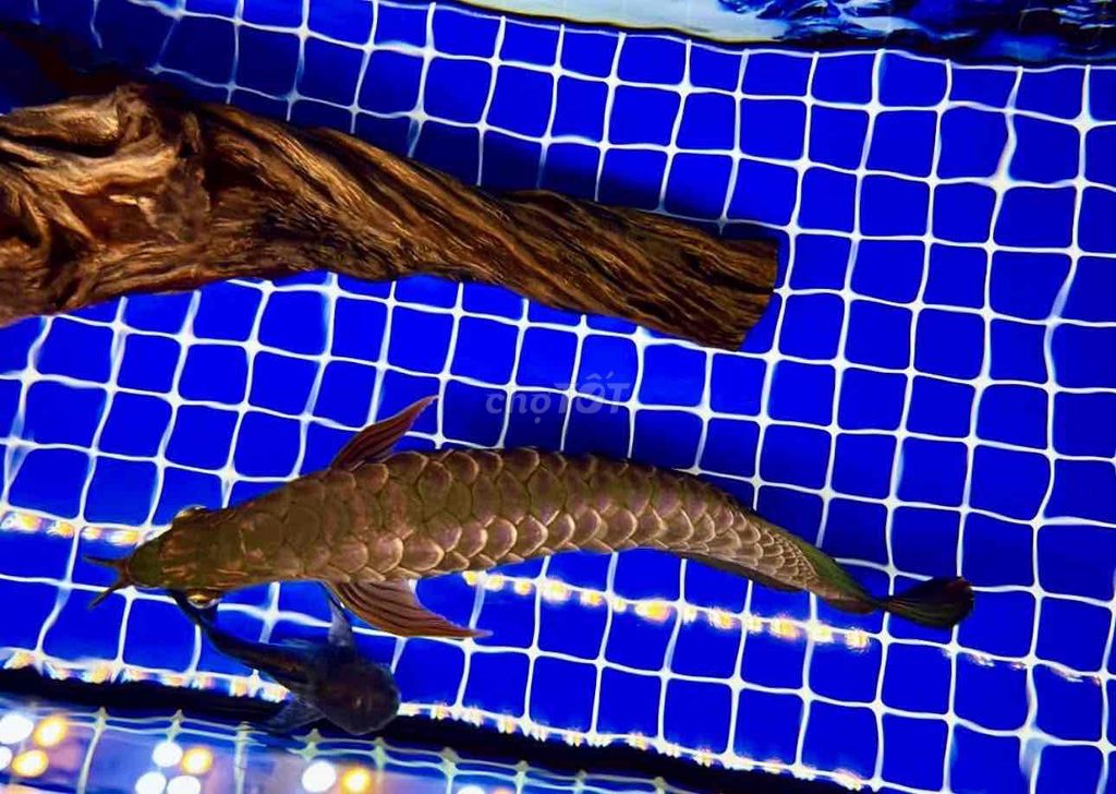 cá rồng kim long quá bối full tụt. Mua bán Thú cưng khác tại Quận 8 Tp Hồ Chí Minh được đăng bởi Trần Vĩnh Khang hình 1