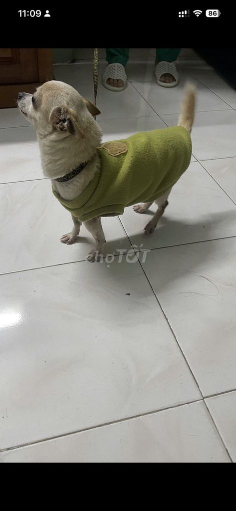Chó Chihuahua cái 8 tháng Vàng kem. Mua bán Chó tại Quận Đống Đa Hà Nội được đăng bởi Cuong Vu hình 1
