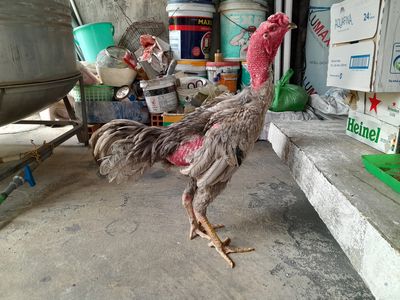Ga đòn đúc 3kg5 1* đòn to. Mua bán Gà tại Quận Phú Nhuận Tp Hồ Chí Minh được đăng bởi Le thanh an