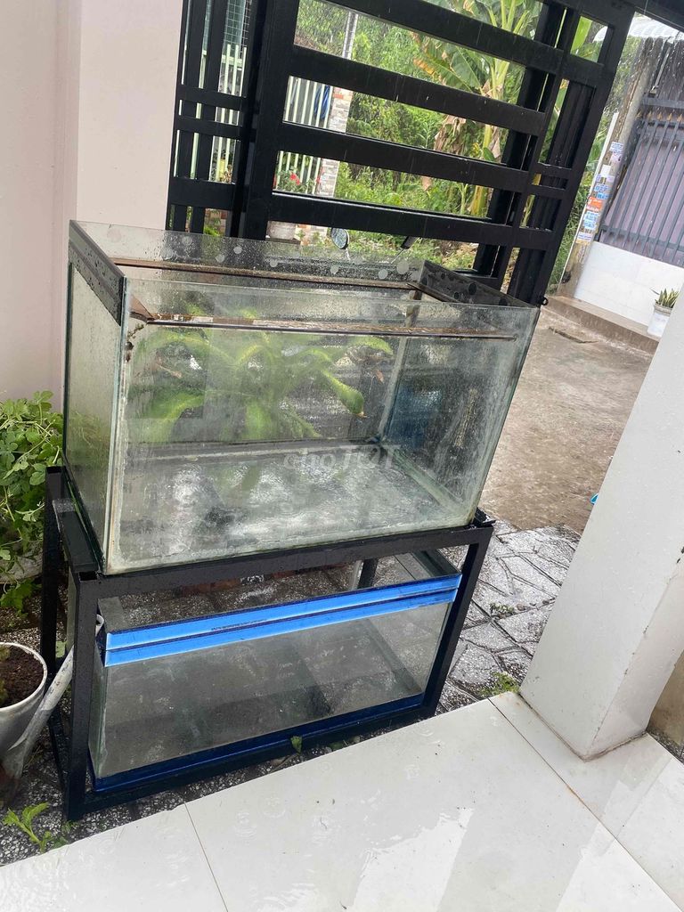 Hồ cá Kính 60x50x40 cm. Mua bán Phụ kiện, Thức ăn, Dịch vụ tại Quận Ninh Kiều Cần Thơ được đăng bởi Thiên Phú hình 1