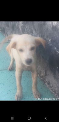 Chó Labrador Vàng nhạt gần 3 tháng