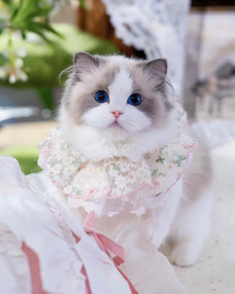 Mèo Ragdoll Nhập Khẩu. Mua bán Mèo tại Quận Đống Đa Hà Nội được đăng bởi Nguyễn Thu Trang hình 1