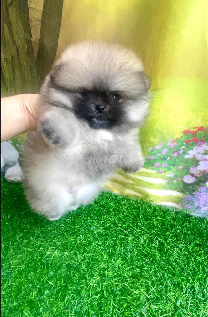 e phốc sóc cái xinh xắn dễ thương. Mua bán Chó tại Quận 7 Tp Hồ Chí Minh được đăng bởi tạ duy lâm hình 2