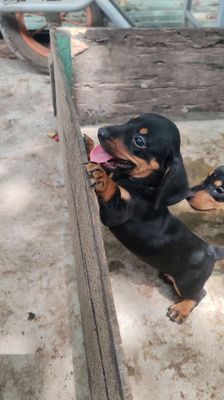 chó lạp xưởng thuần chủng dễ thương !. Mua bán Chó tại Quận Thốt Nốt Cần Thơ được đăng bởi Lê Thanh 