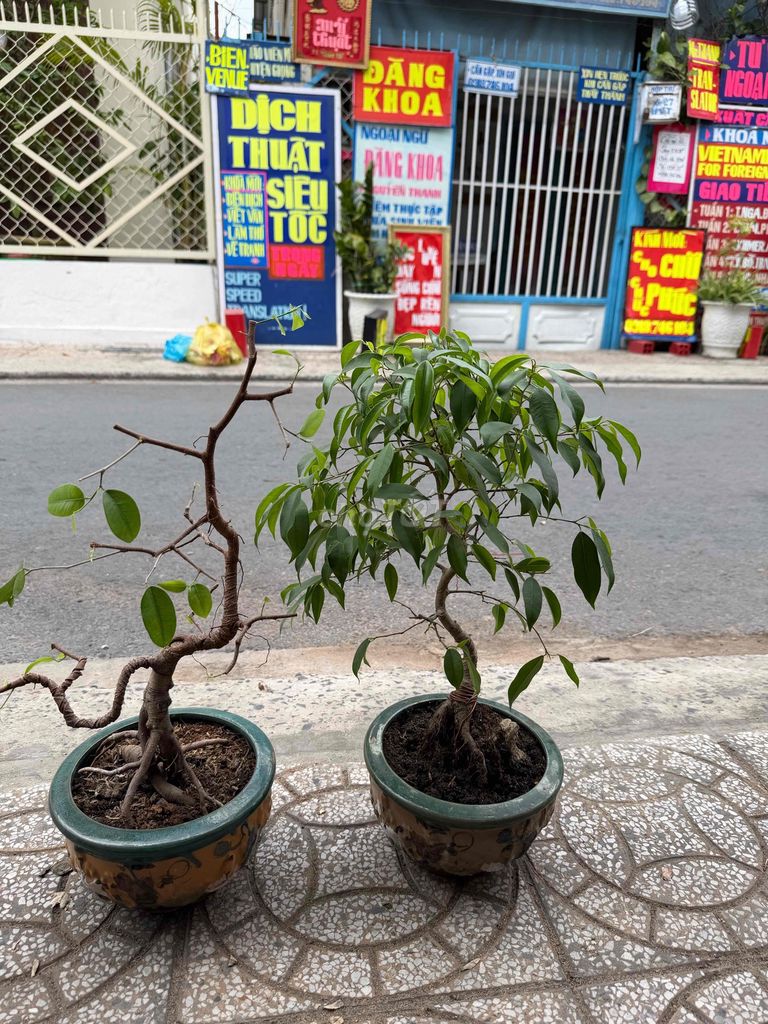 Cây Sanh quê trồng hơn 3 năm. Mua bán Cây cảnh, đồ trang trí tại Quận Ninh Kiều Cần Thơ được đăng bởi ĐTDĐ HỒNG ĐĂNG hình 1