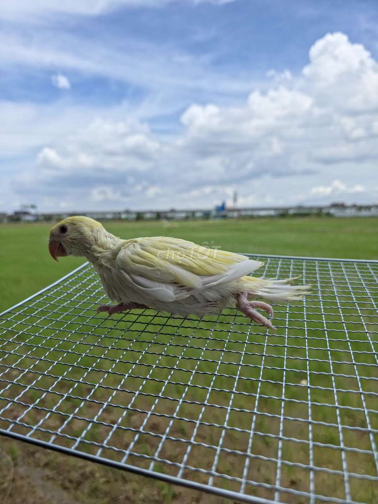 Vẹt Ringneck Vàng nhạt Hơn 1 tháng. Mua bán Chim tại Huyện Bình Chánh Tp Hồ Chí Minh được đăng bởi Bùi Tấn Thành hình 1