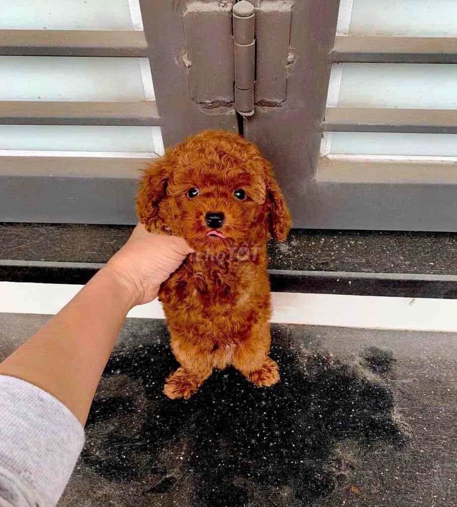 Chó Poodle Nâu đỏ cả hai. Mua bán Chó tại Quận Bình Thuỷ Cần Thơ được đăng bởi Nguyễn Thị Huỳnh Mai hình 1