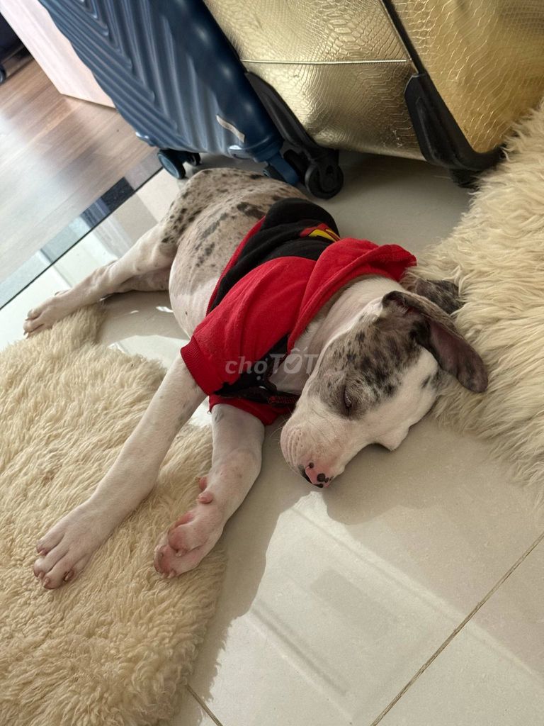 Chó Bandog lai Great Dane. Mua bán Chó tại Quận Bình Thạnh Tp Hồ Chí Minh được đăng bởi Danh Nguyễn hình 3