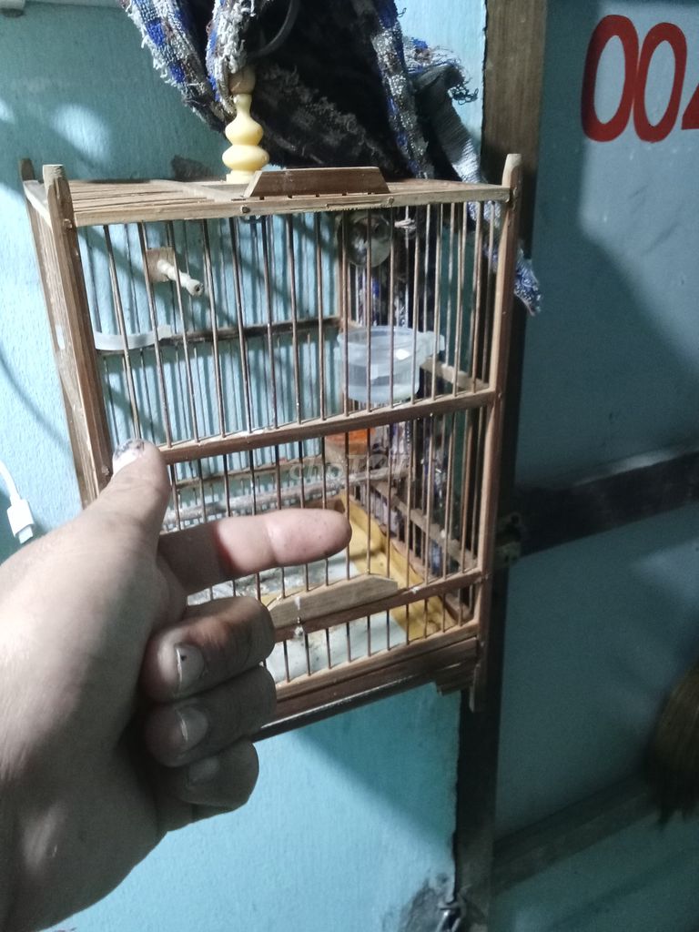 Chim sâu xanh nuôi 5 tháng hót. Mua bán Chim tại Quận Liên Chiểu Đà Nẵng được đăng bởi Toan QuangNam hình 1