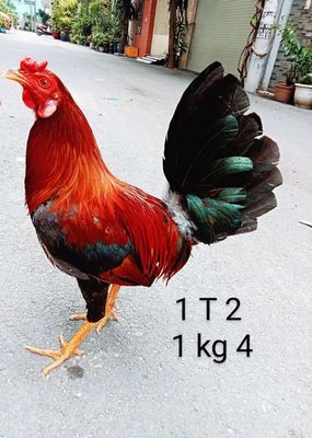 Gà zin sung túc 1 kg 4. Mua bán Gà tại Quận Gò Vấp Tp Hồ Chí Minh được đăng bởi nam gà tre 