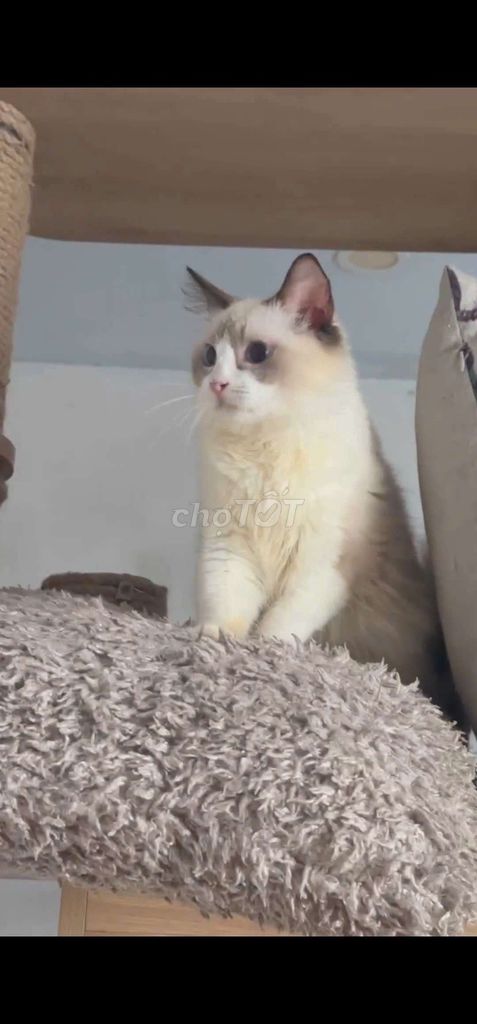 Ragdoll đực 11 tháng tập phối thuần chủng tiêm đủ. Mua bán Mèo tại Thành phố Thủ Đức Tp Hồ Chí Minh được đăng bởi Âu Minh Huy hình 1