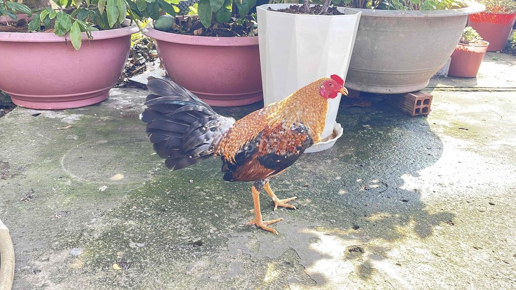 Gà Cuban rặc đực 5 tháng5 1kg2. Mua bán Gà tại Huyện Châu Thành Kiên Giang được đăng bởi Chuyên gà đá  hình 1